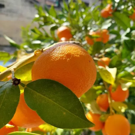 Orange Tree
