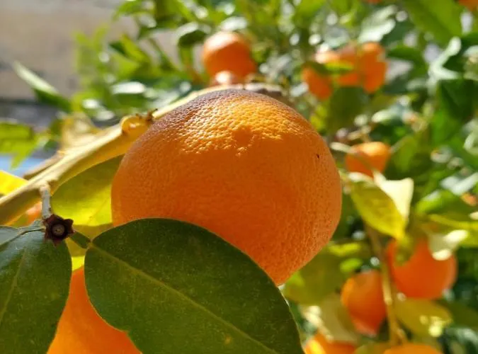 Orange Tree